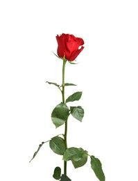 Photo of Beautiful fresh red rose isolated on white