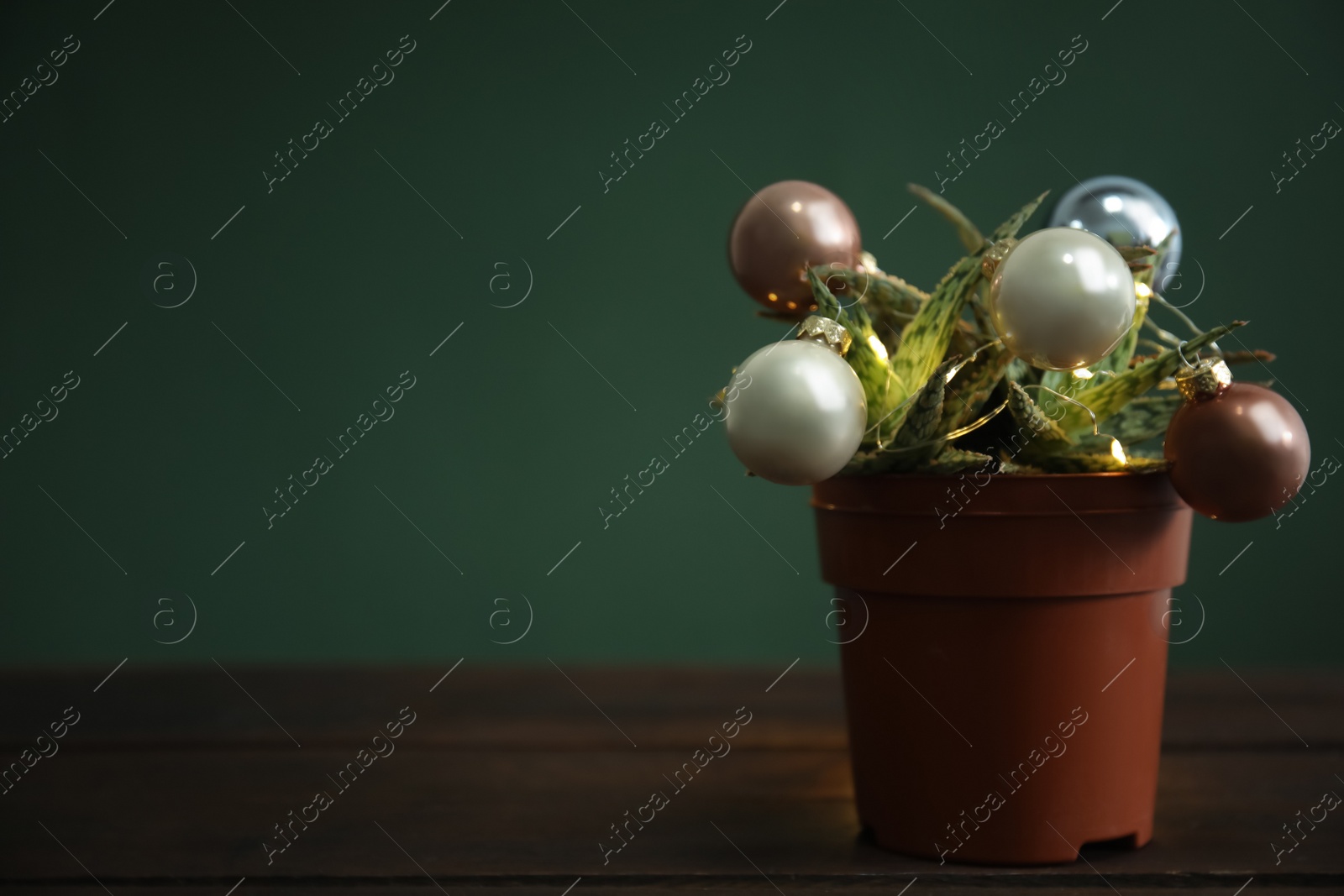 Photo of Beautiful cactus with Christmas balls and festive lights  on wooden table against green background, space for text