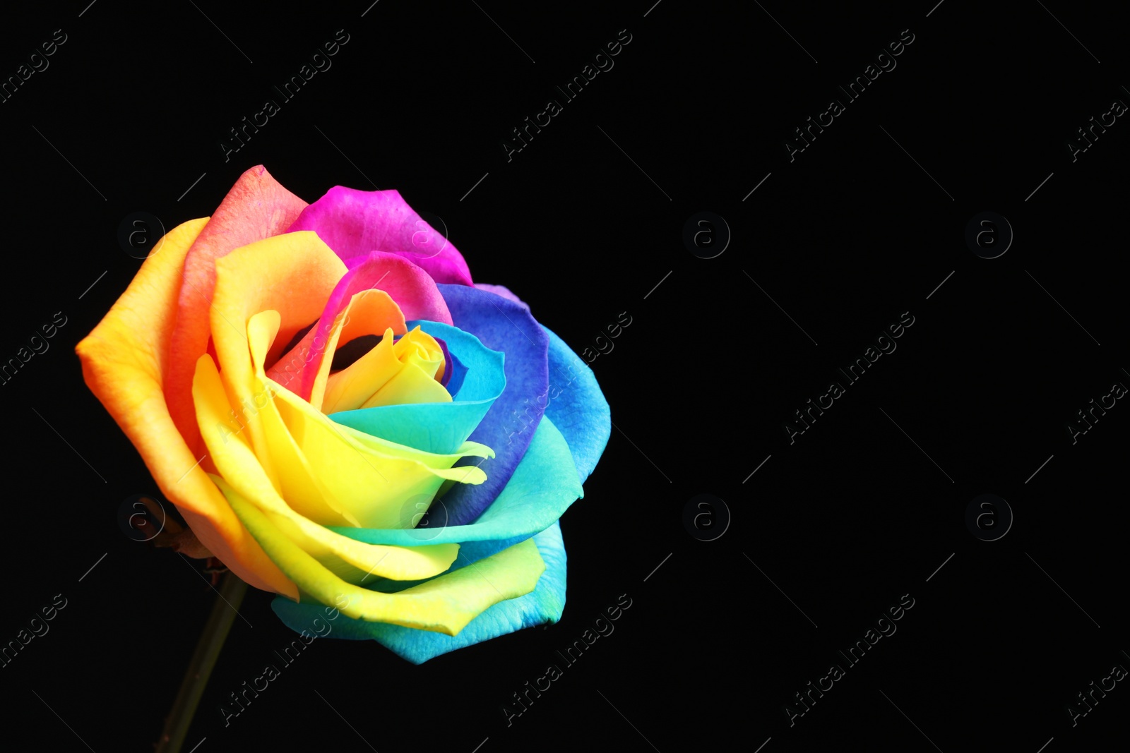 Photo of Amazing rainbow rose flower on black background