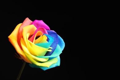 Photo of Amazing rainbow rose flower on black background