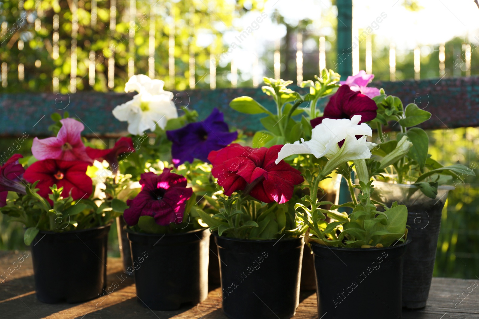 Photo of Beautiful petunia flowers in plant pots outdoors