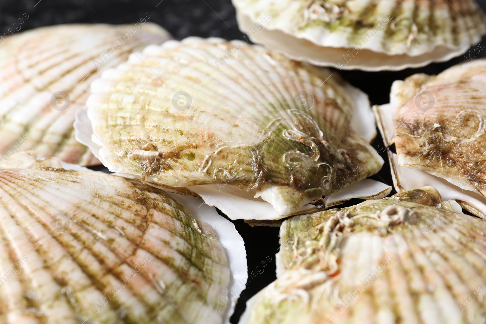 Photo of Fresh raw scallops in shells on black table, closeup