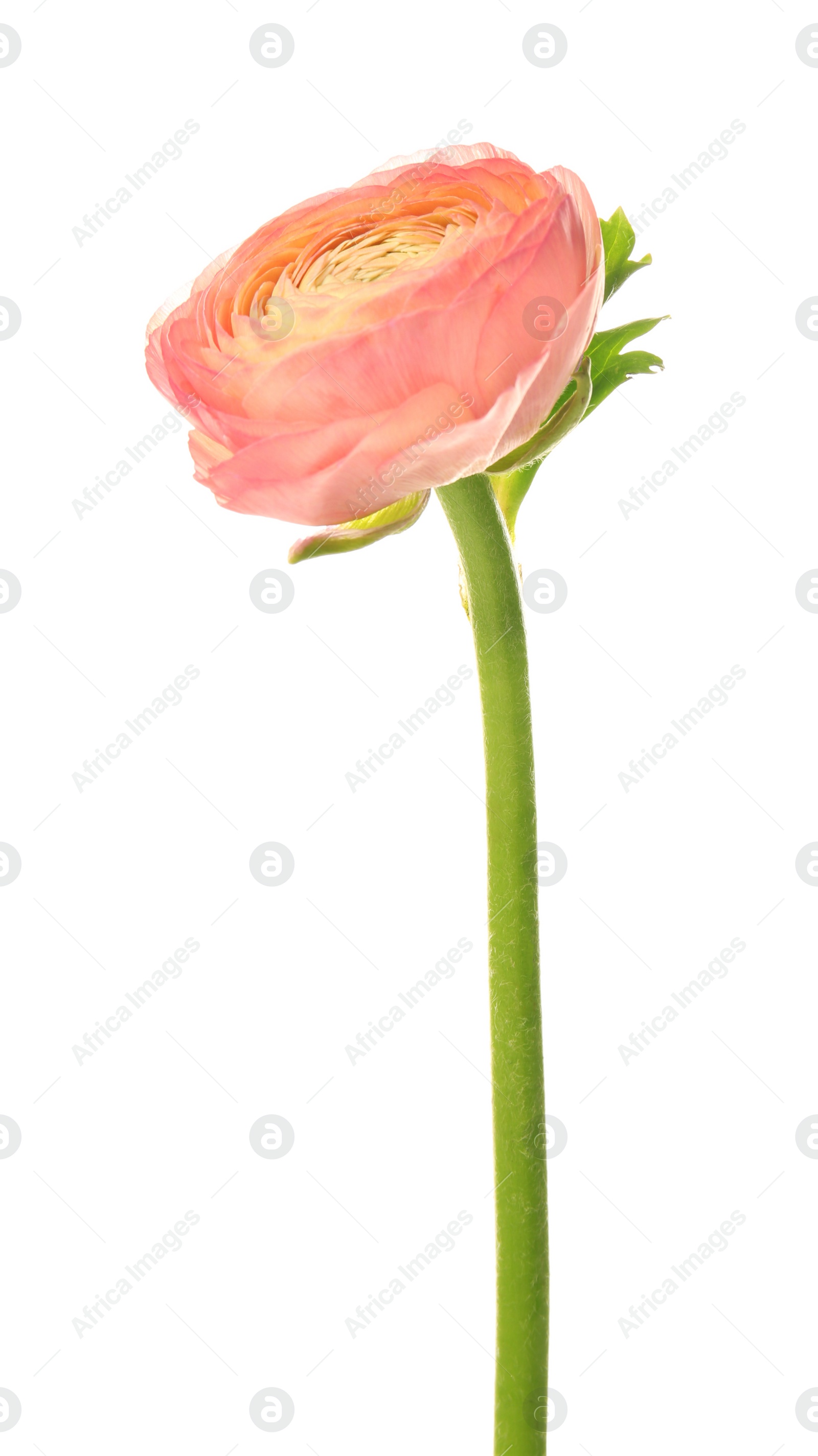 Photo of Beautiful ranunculus flower on white background