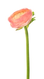 Photo of Beautiful ranunculus flower on white background