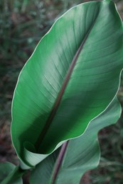 Photo of Beautiful green leaf of banana plant outdoors, closeup. Tropical vegetation