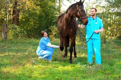 Photo of Veterinarians in uniform examining beautiful brown horse outdoors