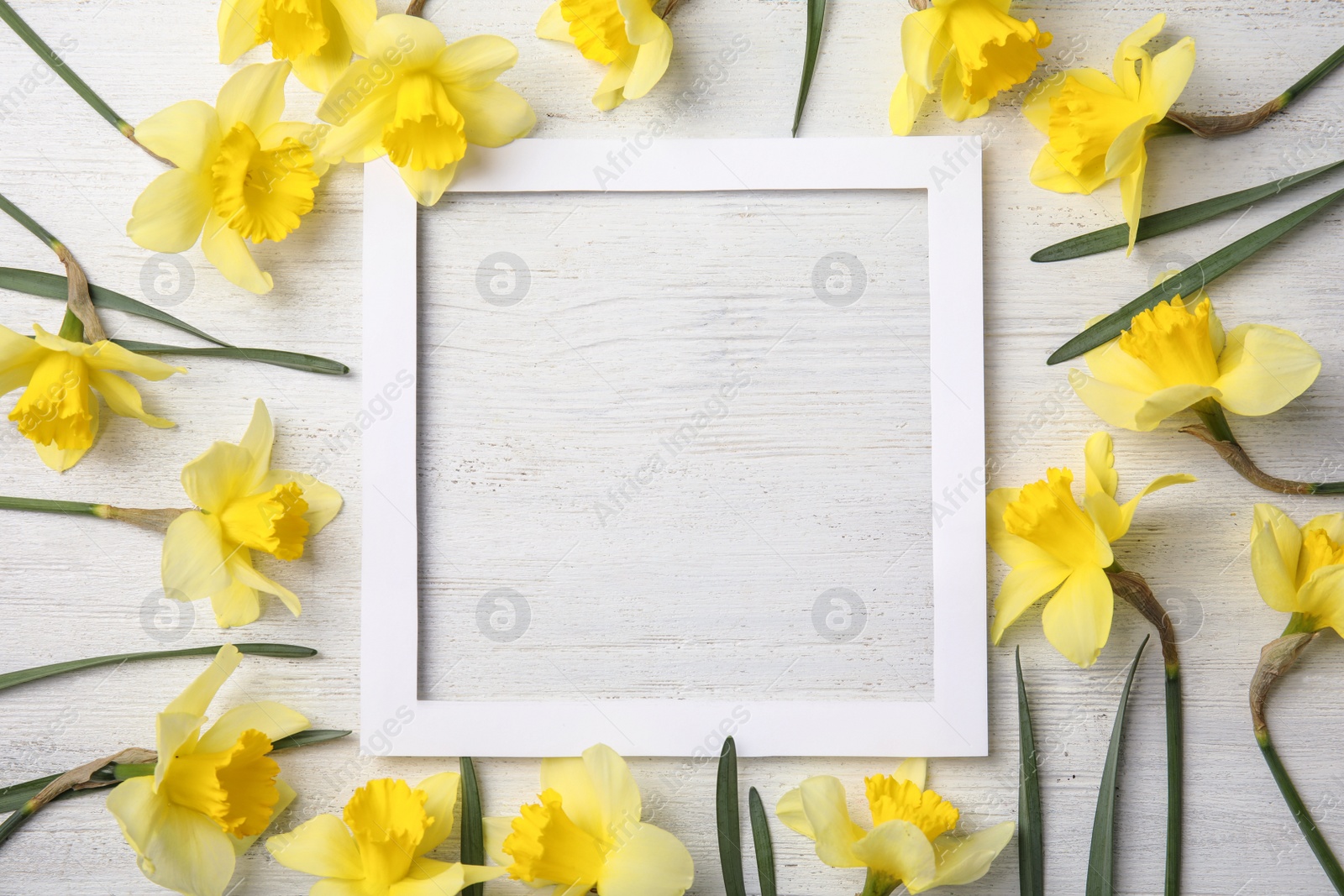 Photo of Flat lay composition with daffodils and space for text on white wooden background. Fresh spring flowers