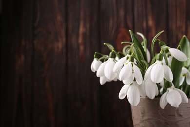 Photo of Beautiful snowdrops in vase against wooden wall, closeup. Space for text