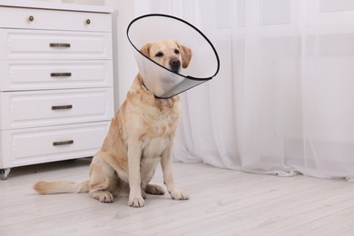 Photo of Cute Labrador Retriever with protective cone collar at home