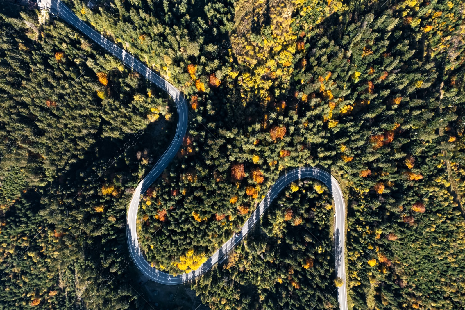 Image of Aerial view of asphalt road surrounded by coniferous forest on sunny day. Drone photography