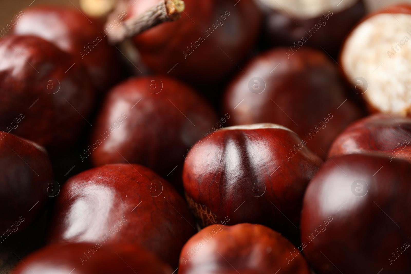 Photo of Pile of horse chestnuts as background, closeup