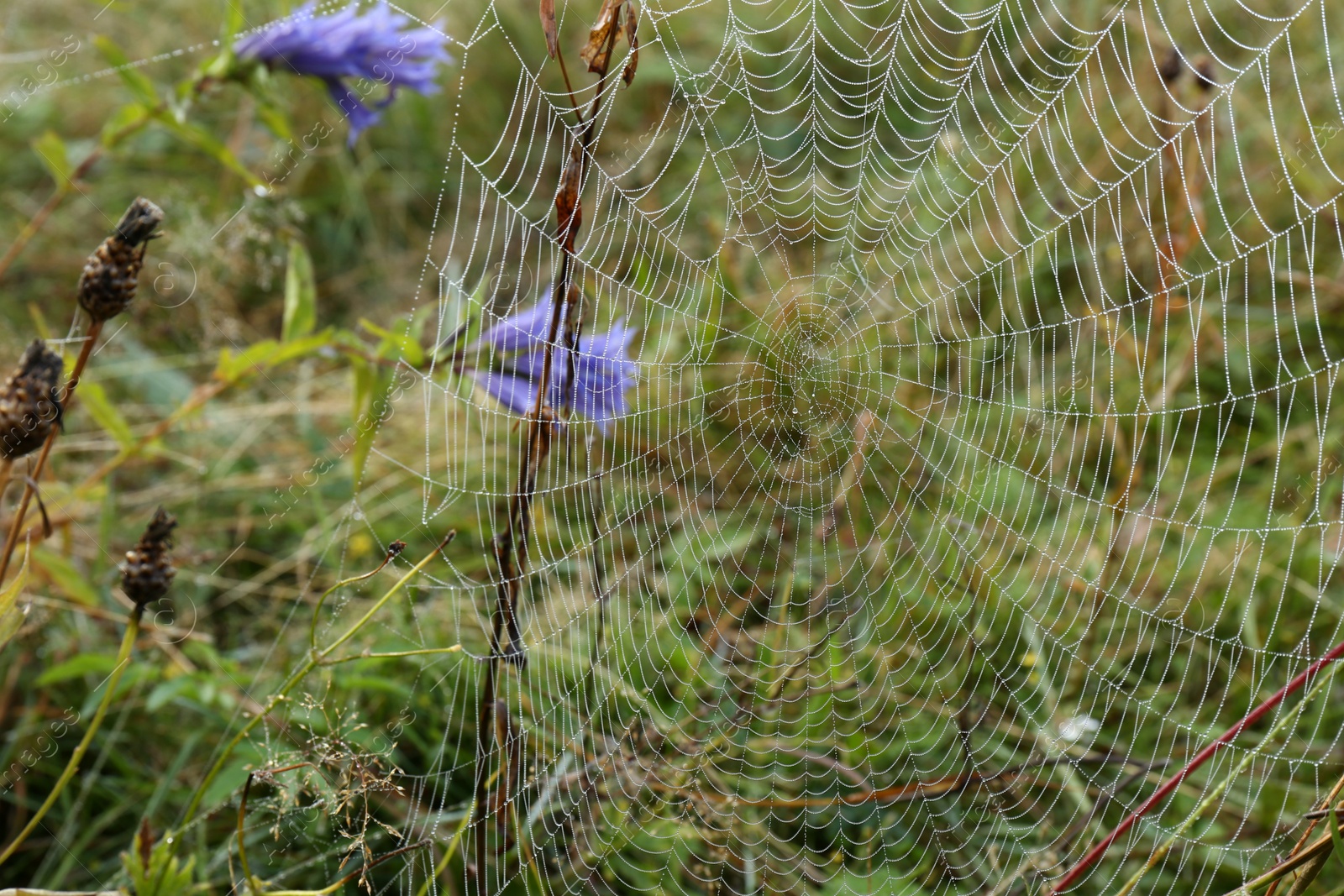 Photo of Beautiful spiderweb with dew outdoors in morning