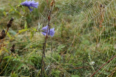 Beautiful spiderweb with dew outdoors in morning