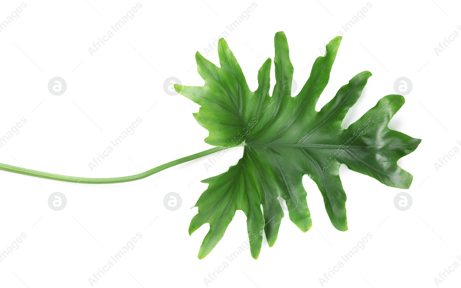 Photo of Tropical philodendron leaf isolated on white