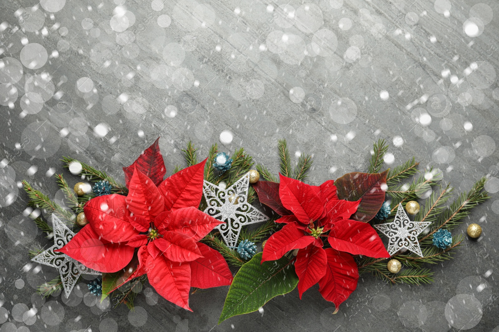 Image of Flat lay composition with traditional Christmas poinsettia flowers and space for text on grey table. Snowfall effect