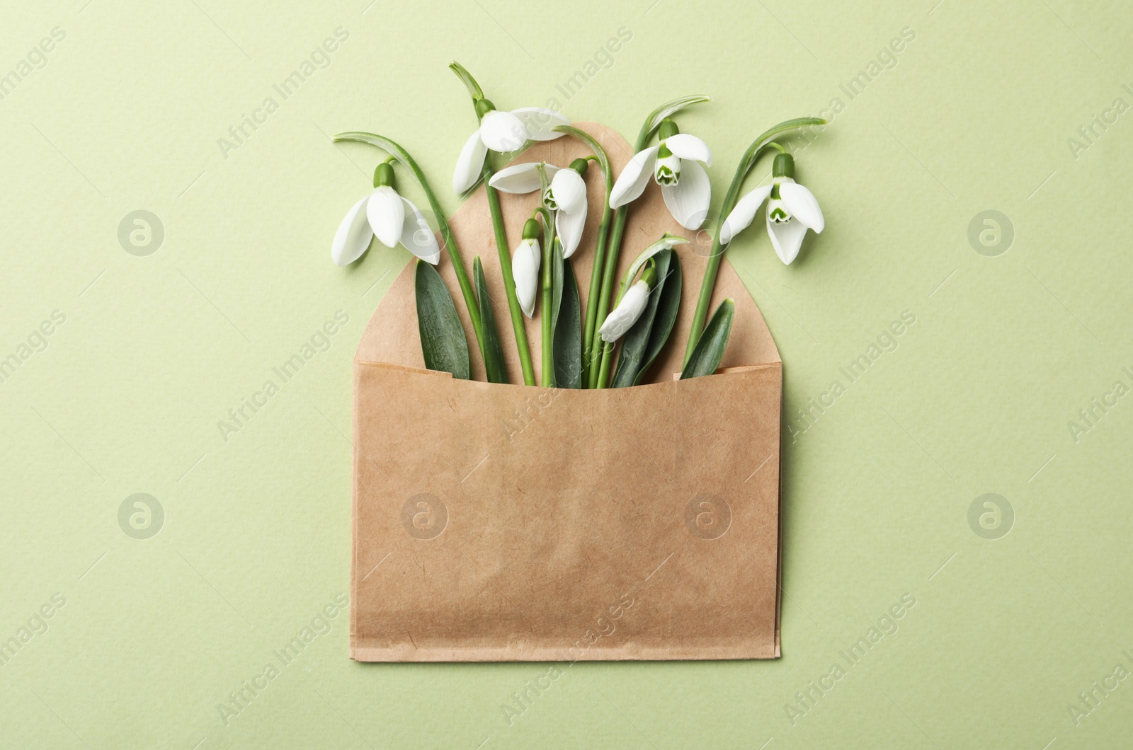 Photo of Beautiful snowdrops in envelope on light green background, top view