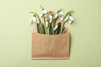 Photo of Beautiful snowdrops in envelope on light green background, top view