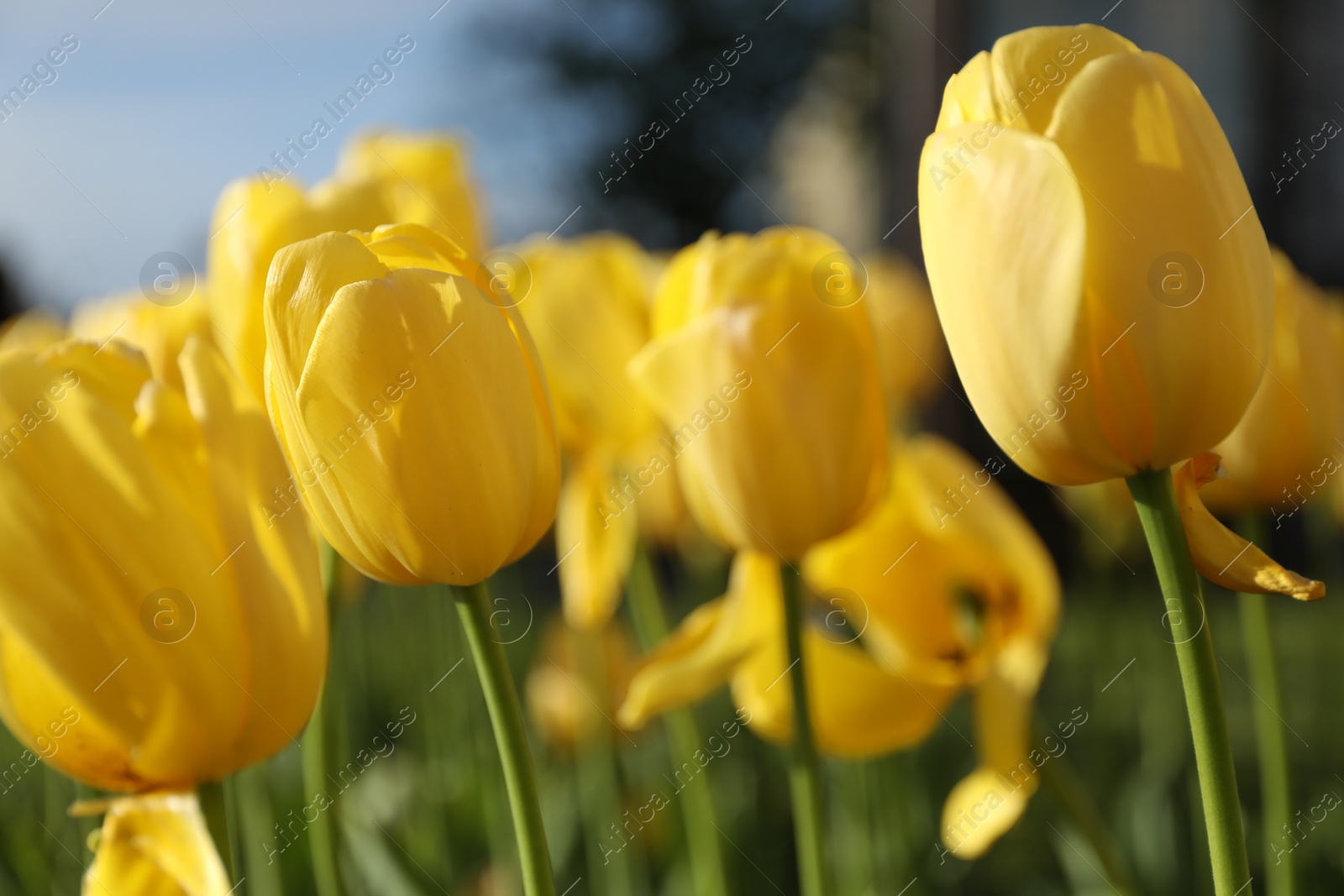 Photo of Beautiful yellow tulips growing outdoors on sunny day, closeup. Spring season