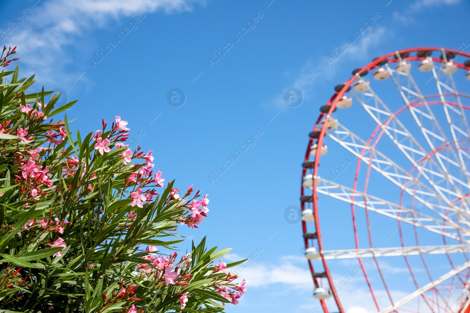 Photo of Beautiful blooming rhododendrons and blurred Ferris wheel on background