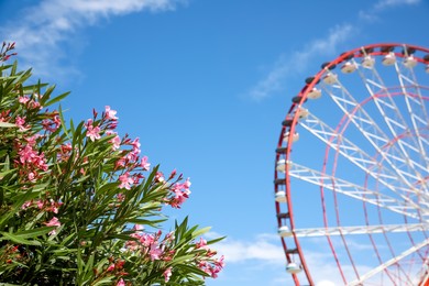 Beautiful blooming rhododendrons and blurred Ferris wheel on background