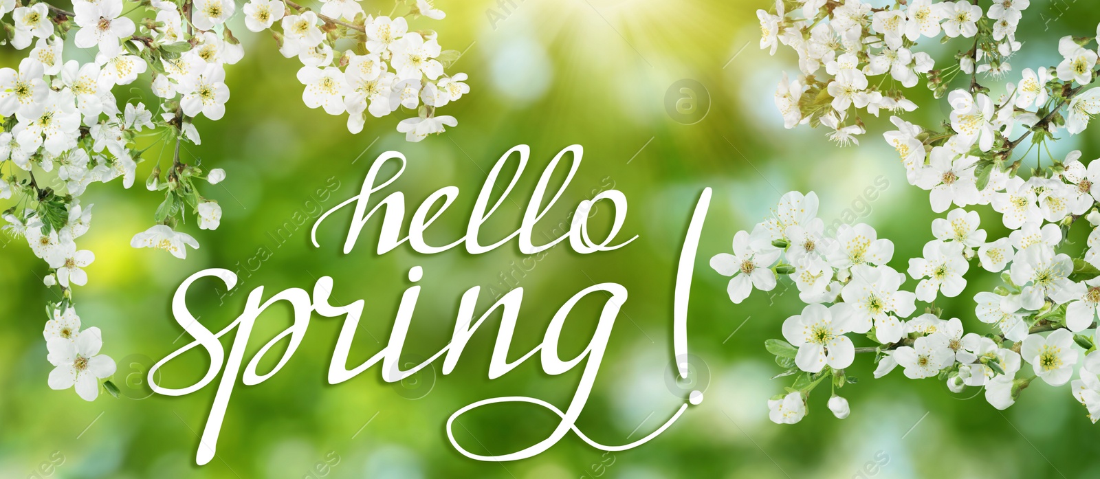 Image of Hello Spring. Tree branches with beautiful flowers outdoors, banner design