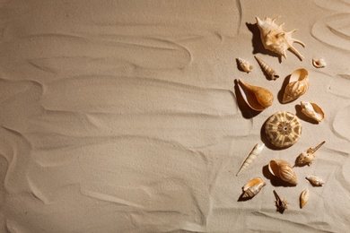 Photo of Seashells on beach sand, top view. Space for text