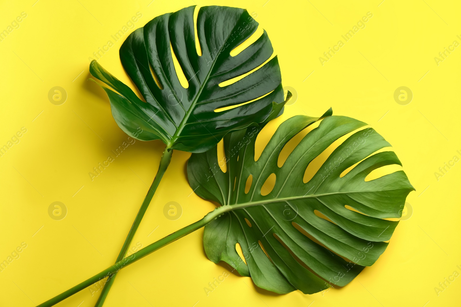 Photo of Beautiful monstera leaves on yellow background, flat lay. Tropical plant
