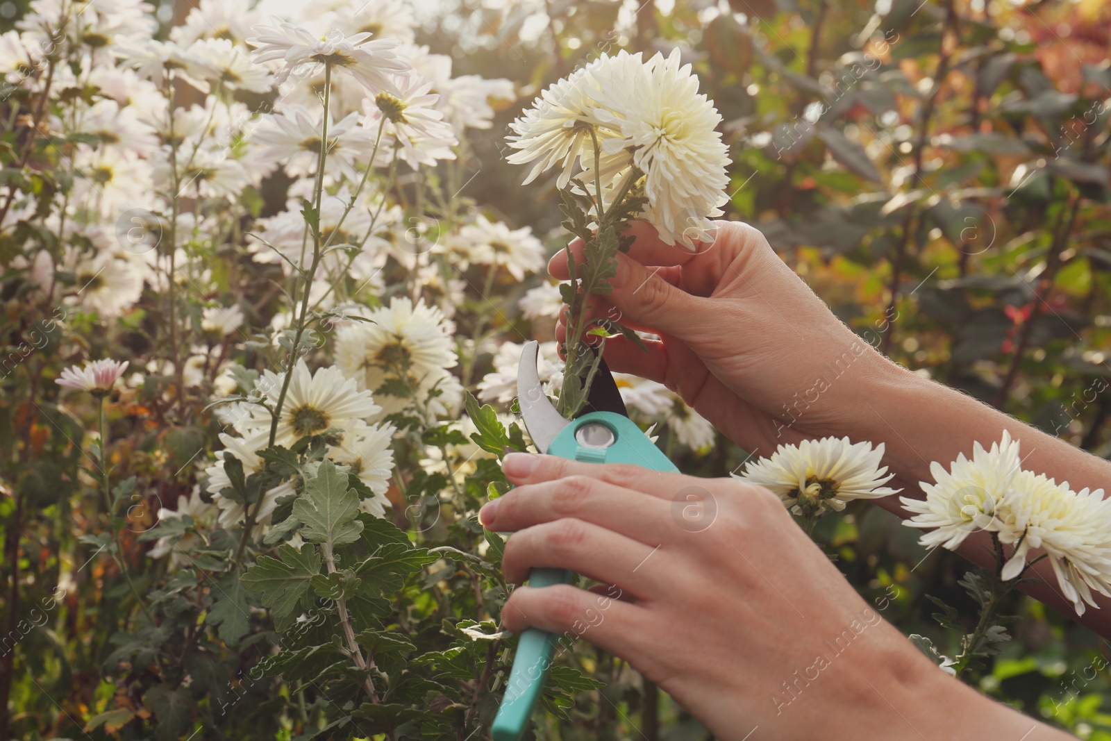 Photo of Woman pruning beautiful chrysanthemum flowers by secateurs in garden, closeup