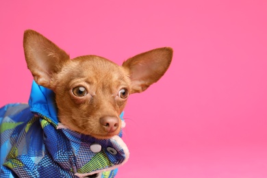 Photo of Cute toy terrier in warm clothes on color background, space for text. Domestic dog