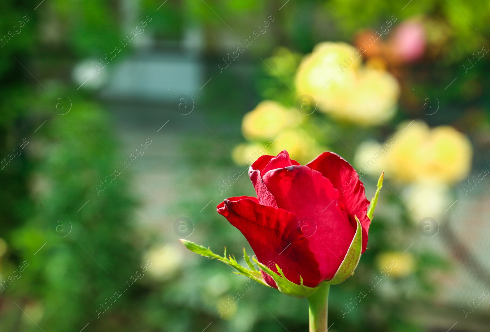 Photo of Beautiful blooming red rose in garden on summer day. Space for text