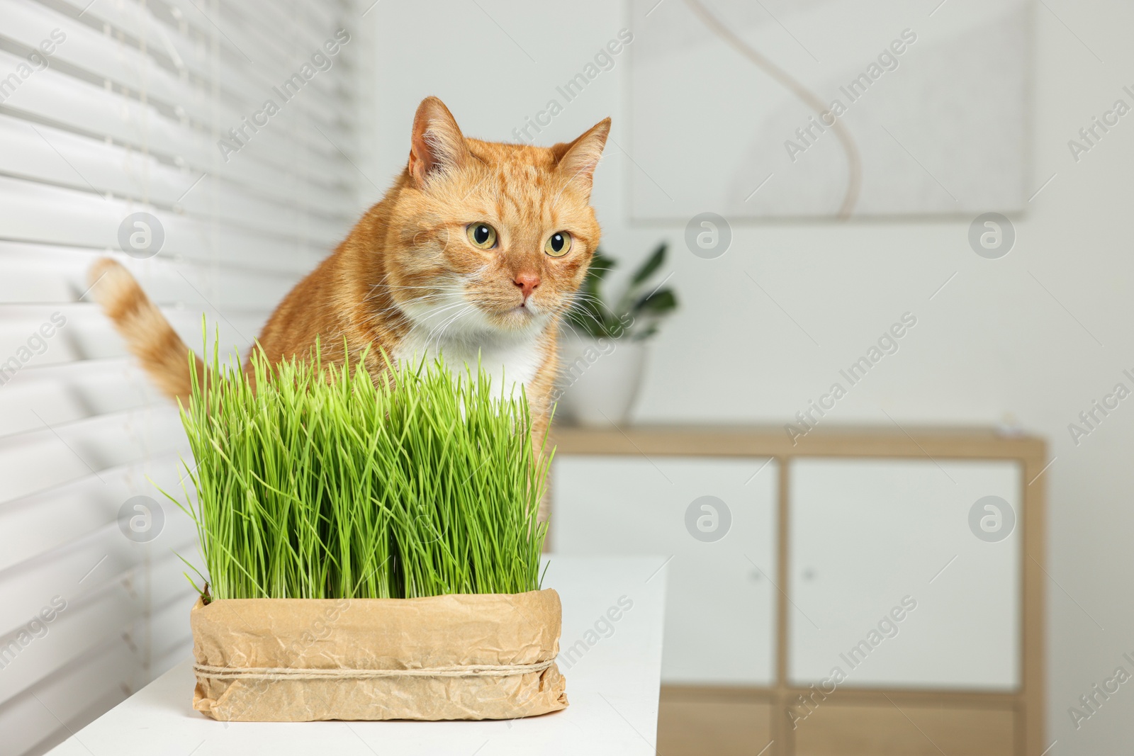 Photo of Cute ginger cat and potted green grass on white table indoors, space for text