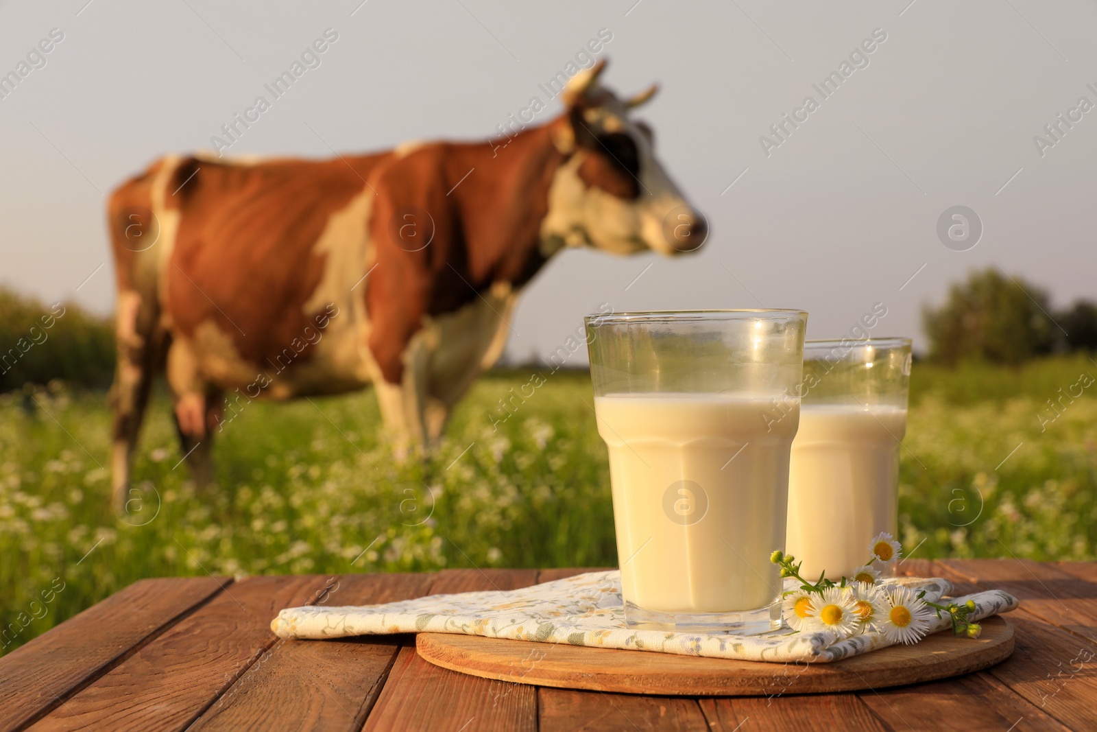 Photo of Milk with camomiles on wooden table and cow grazing in meadow