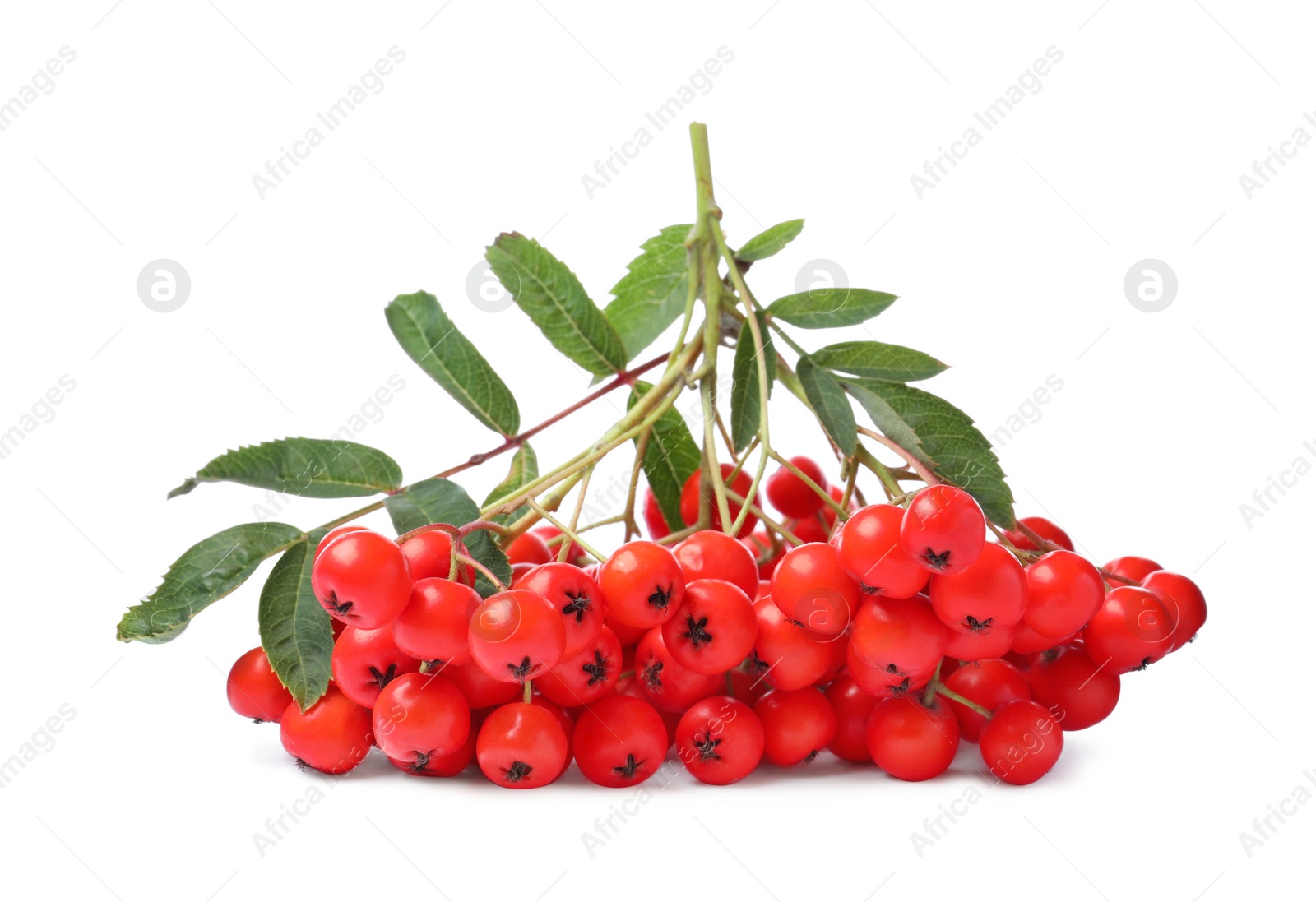 Photo of Bunch of ripe rowan berries with green leaves on white background