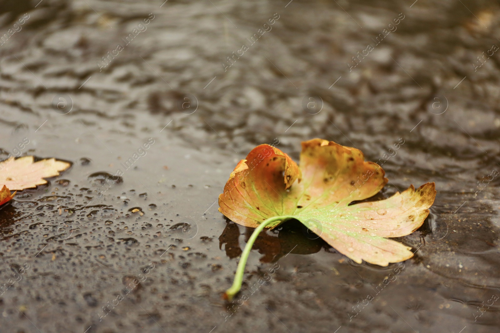 Photo of Autumn leaves in puddle on rainy day