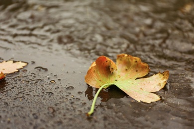 Photo of Autumn leaves in puddle on rainy day
