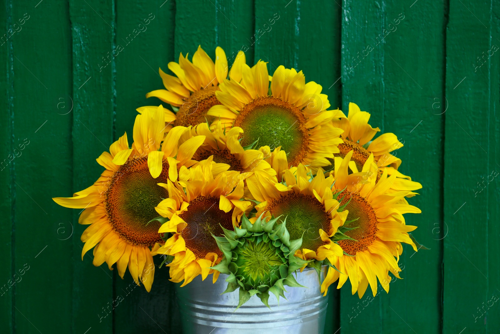 Photo of Bouquet of beautiful sunflowers in bucket near green wall, closeup