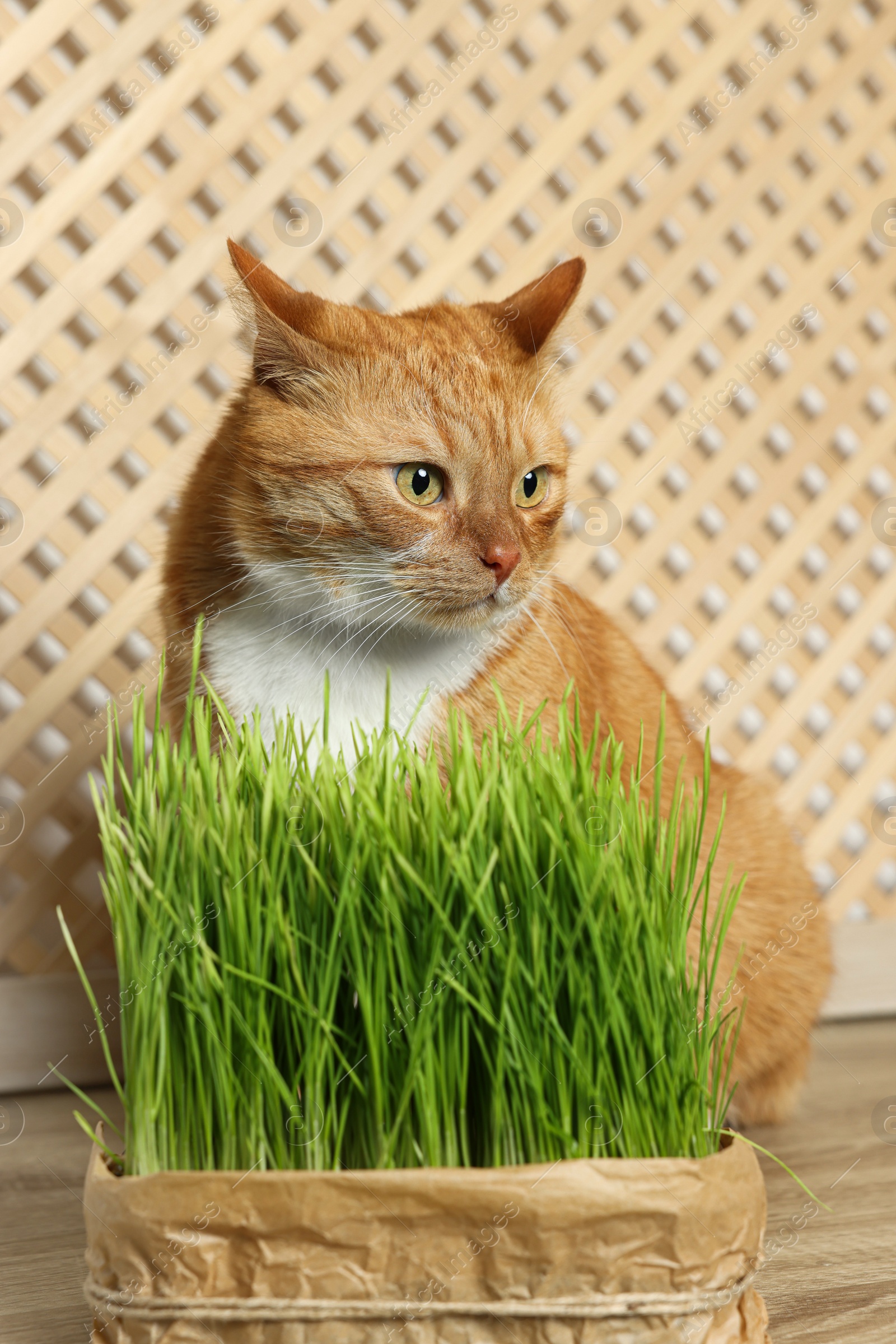 Photo of Cute ginger cat near potted green grass indoors