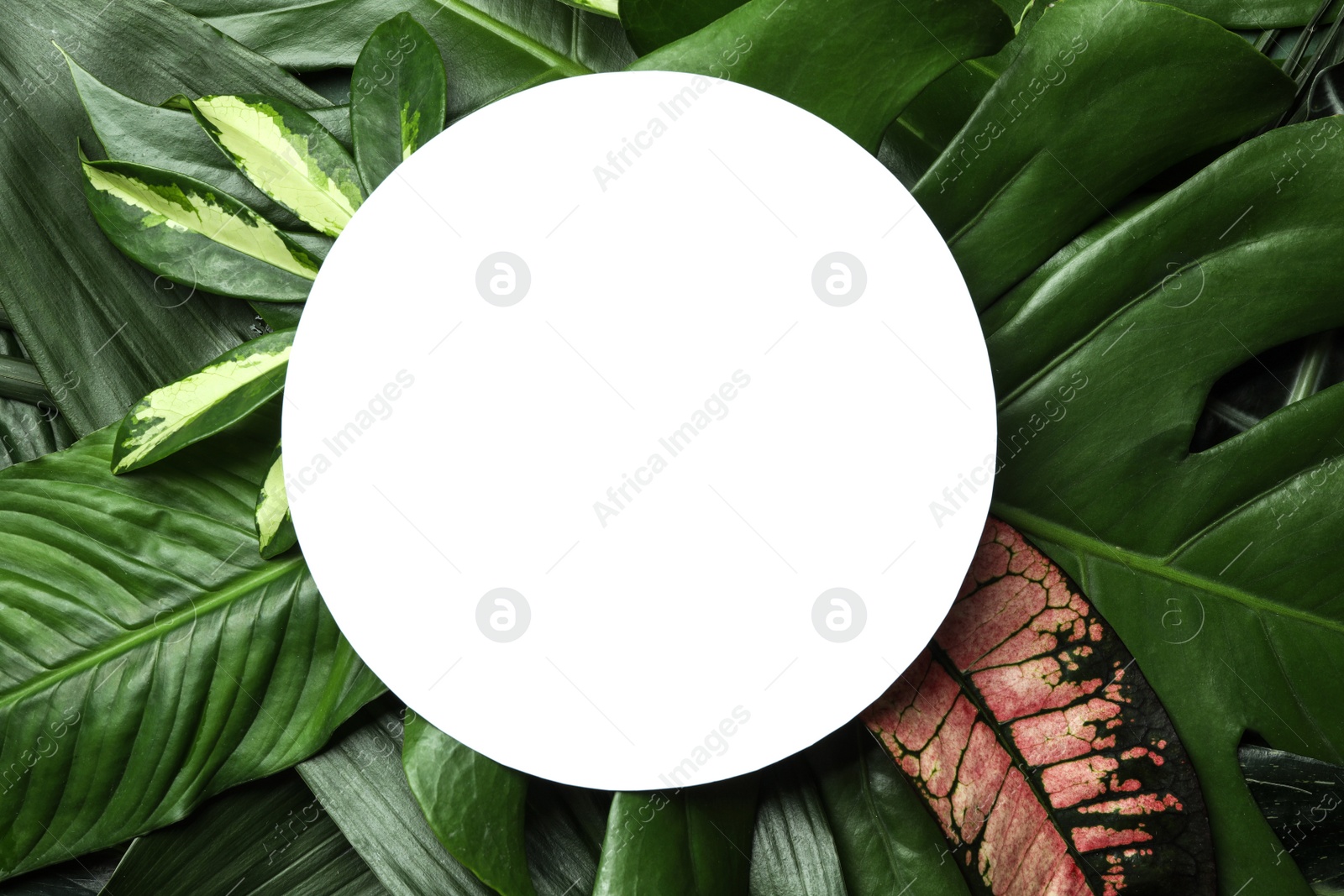 Photo of Blank card on tropical leaves, top view