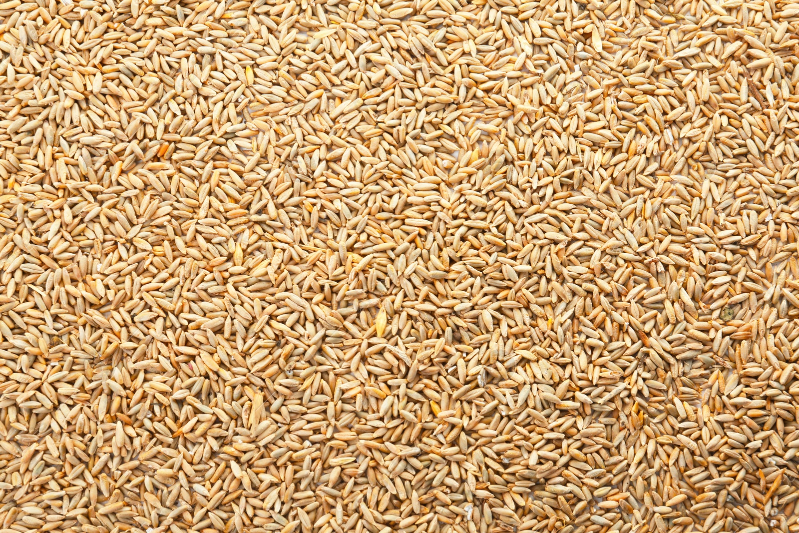 Photo of Raw rye as background. Healthy grains and cereals