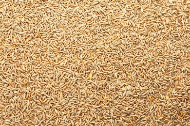 Photo of Raw rye as background. Healthy grains and cereals