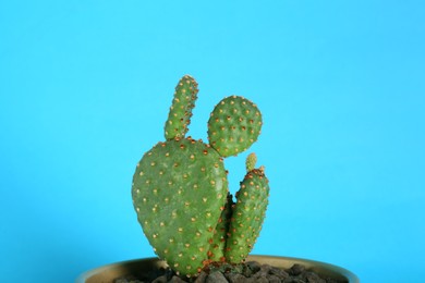 Photo of Beautiful green exotic cactus in pot on light blue background