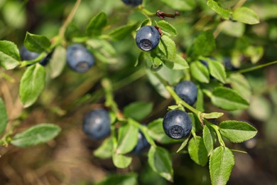 Photo of Ripe bilberries growing in forest, closeup. Space for text