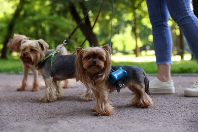 Photo of Cute Yorkshire Terrier dogs with holder for poo bags in park