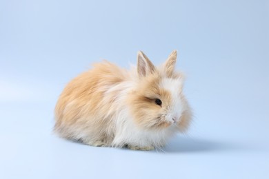 Photo of Cute little rabbit on light blue background