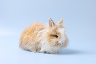 Cute little rabbit on light blue background