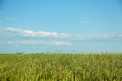 Picturesque view of beautiful field with grass on sunny day