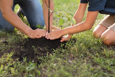 Dad and son planting tree in park on sunny day, closeup