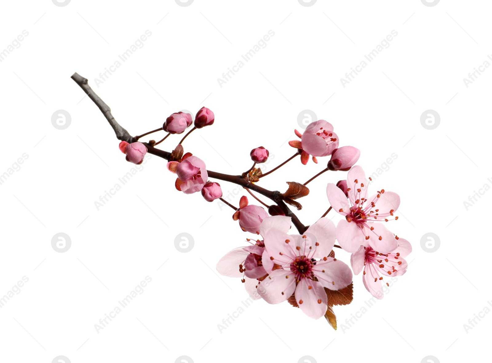 Photo of Cherry tree branch with beautiful pink blossoms isolated on white