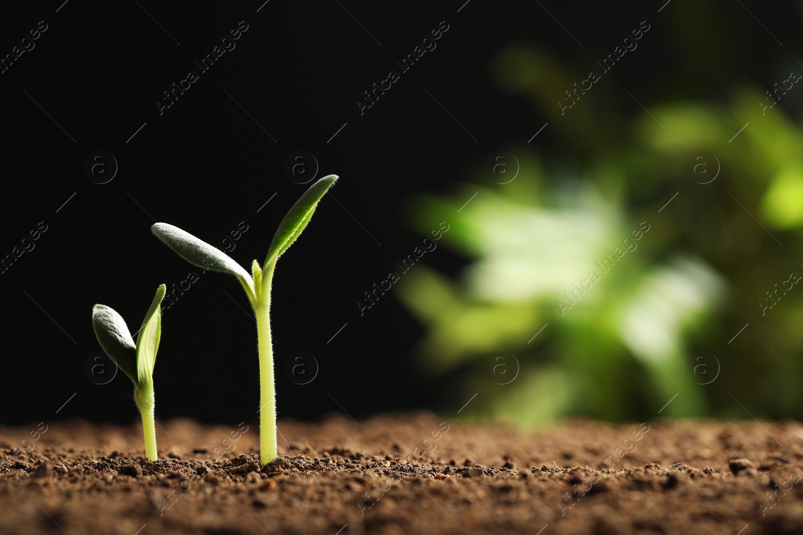 Photo of Little green seedlings growing in soil against blurred background, closeup view. Space for text