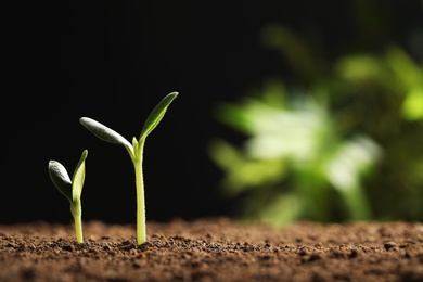 Little green seedlings growing in soil against blurred background, closeup view. Space for text